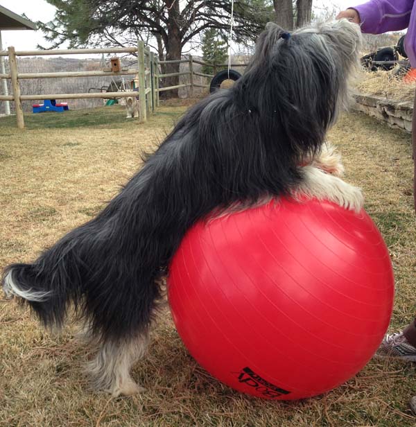 Should Your Active Dog Use a Herding Ball?